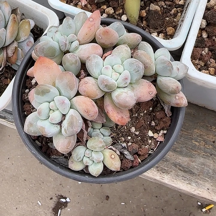 青蛙王子儿童牙膏111