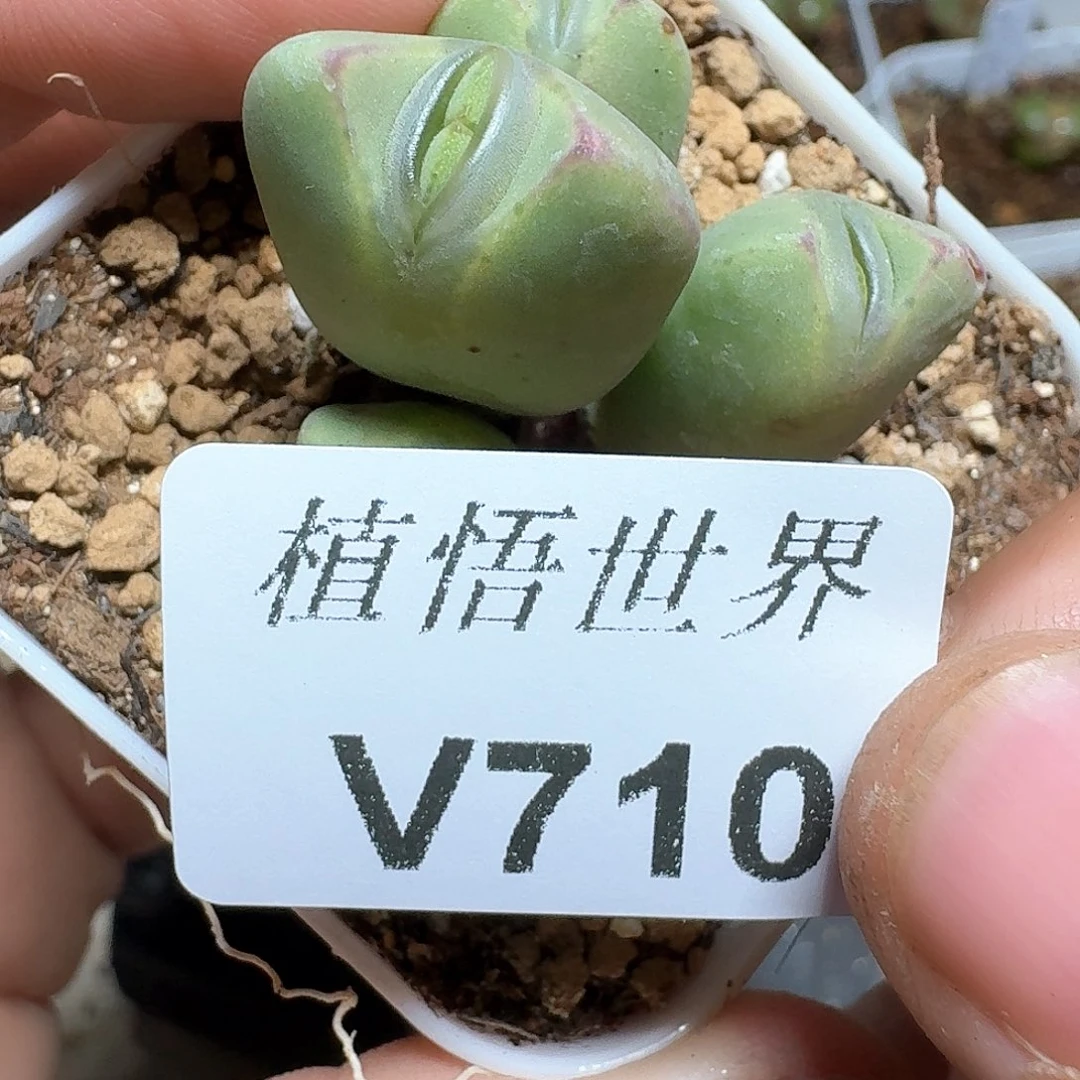 710盒多肉植物f g g b