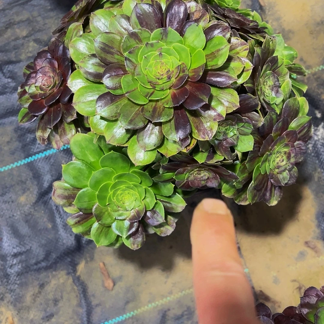 老庄花月夜法师20.8