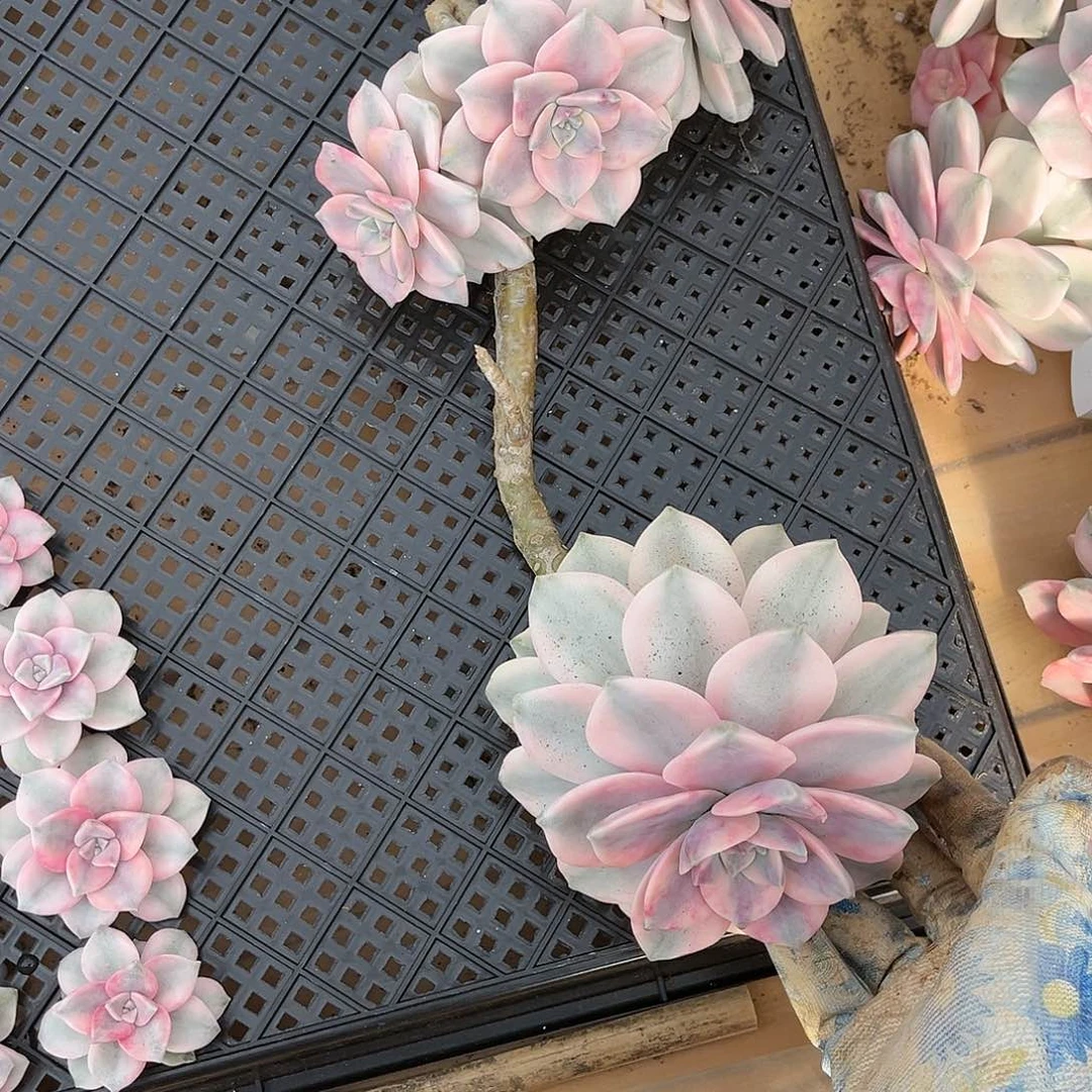 美****草多肉植物紫乐景60