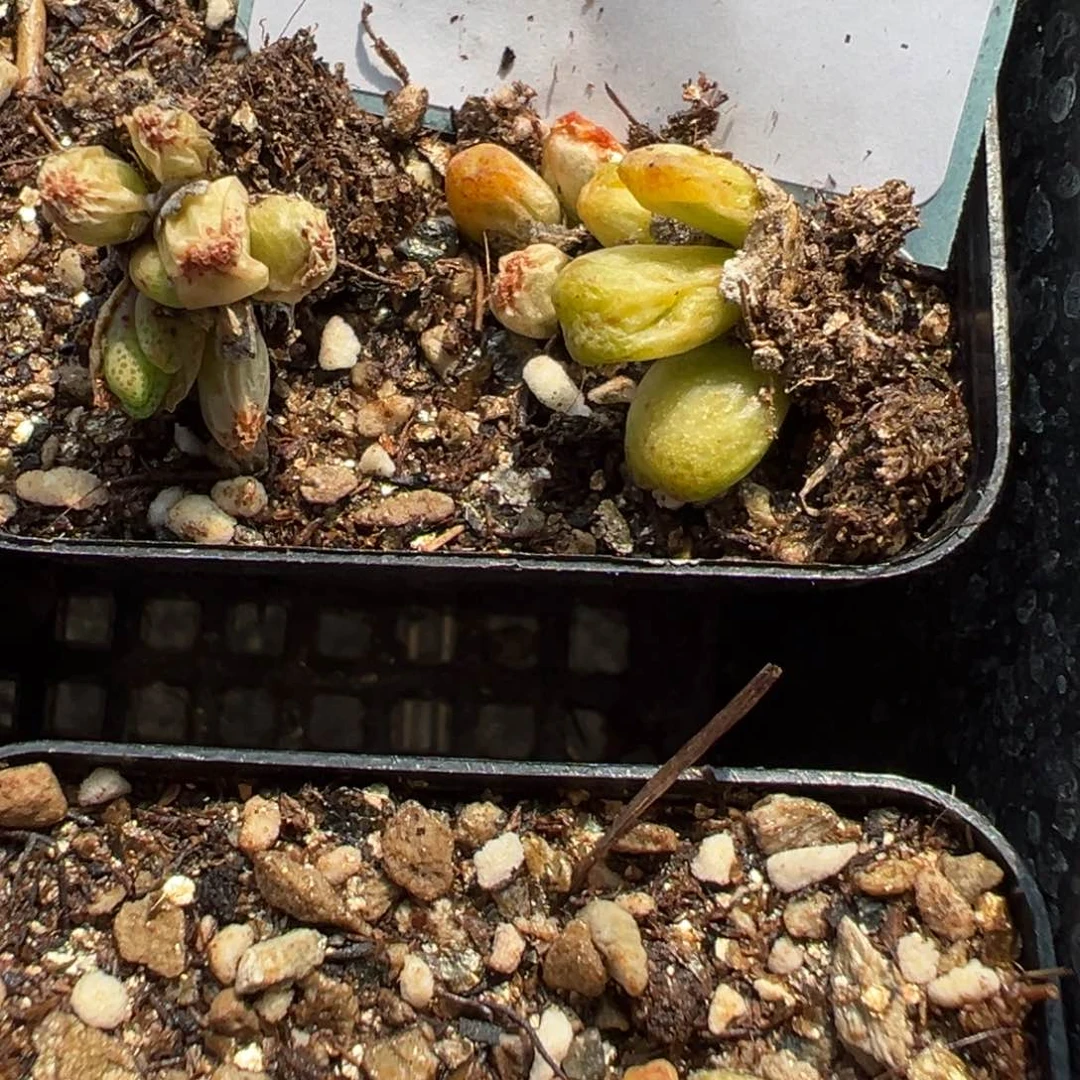 8-95量拍龙猫斑马10头