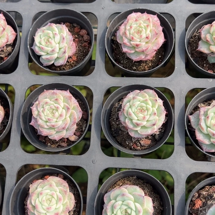 天鹅绒到手2颗量拍多肉满20元包邮满26送一颗