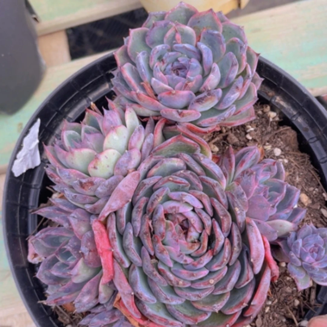 【闪购商品】蓝色妖姬29150