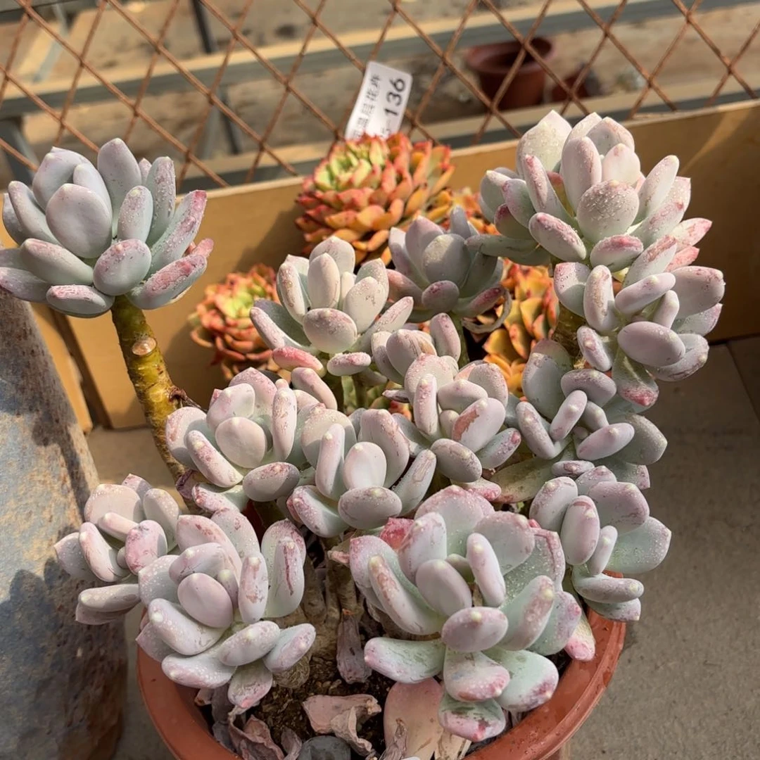 小*肉同温层多肉稻田姬147