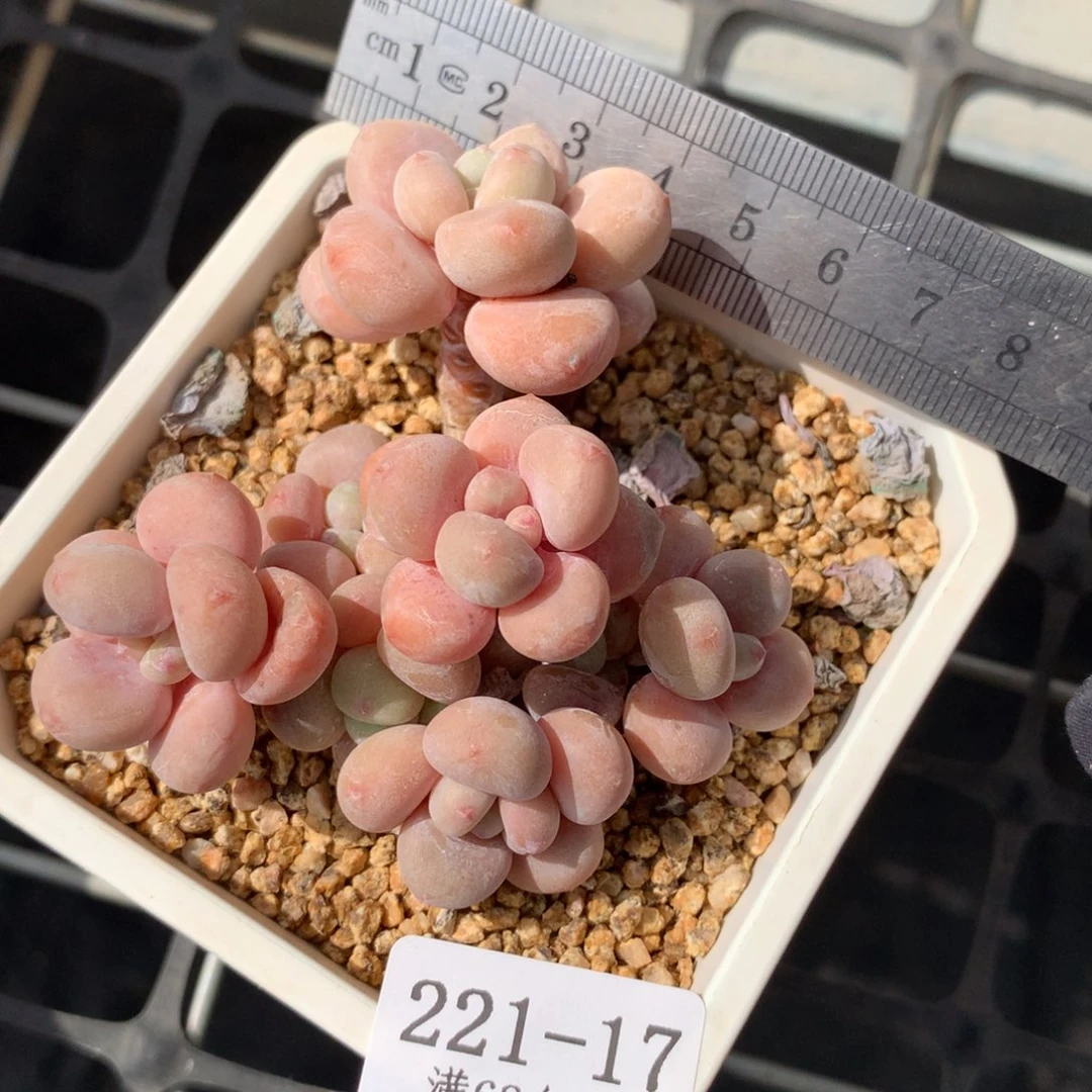 17。橘子洛神八头韩货。