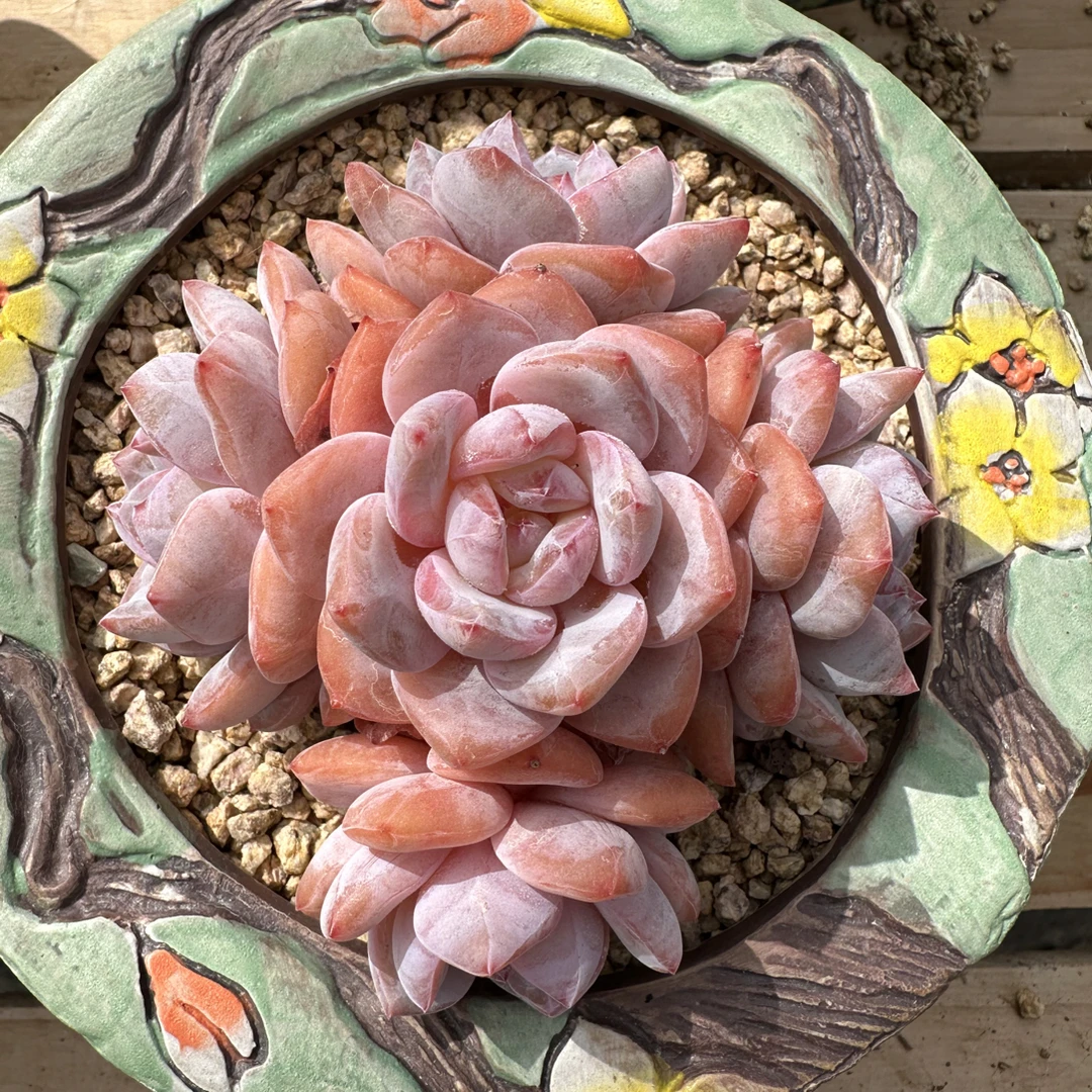 福利精控橙梦露小群