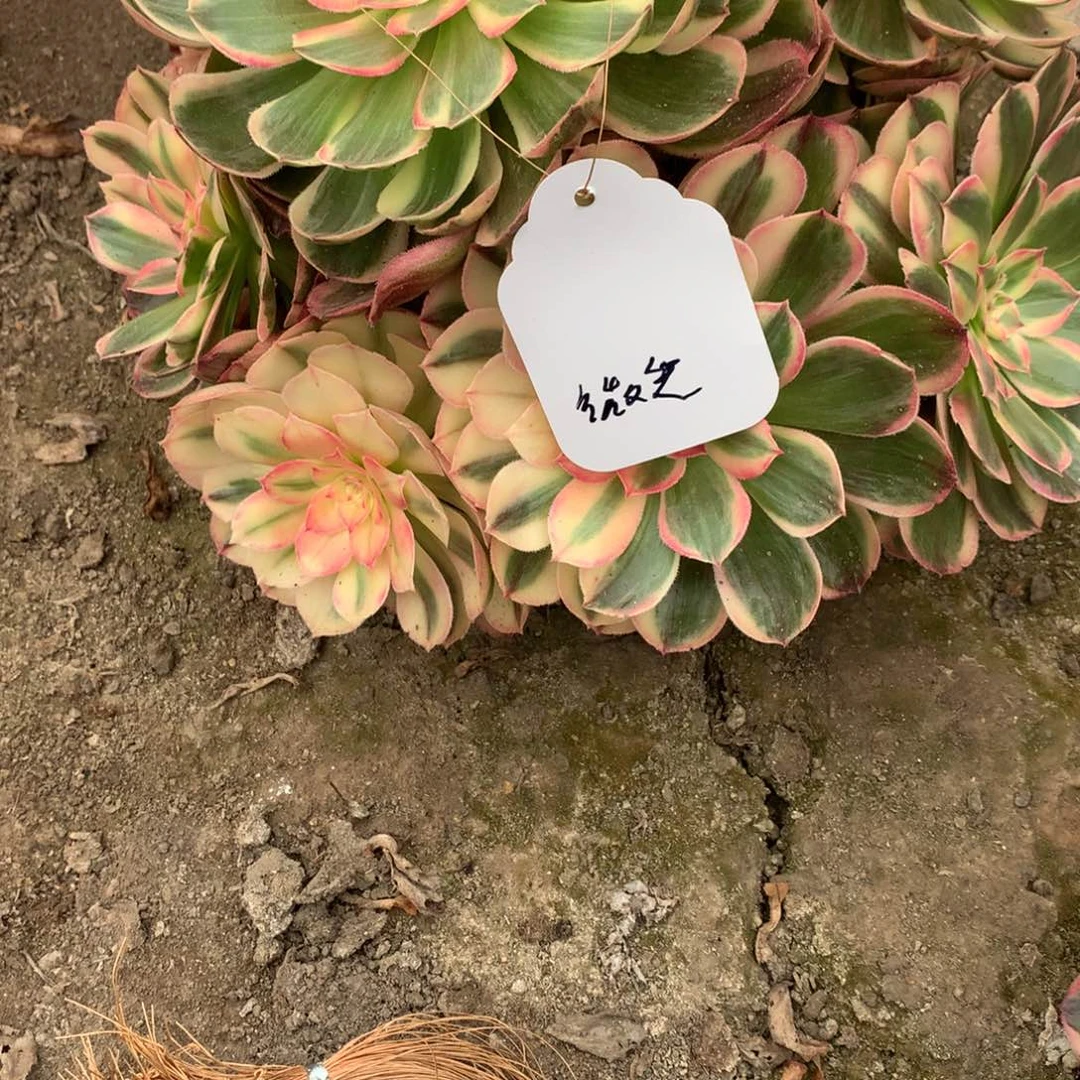 微****海神多肉植物法师