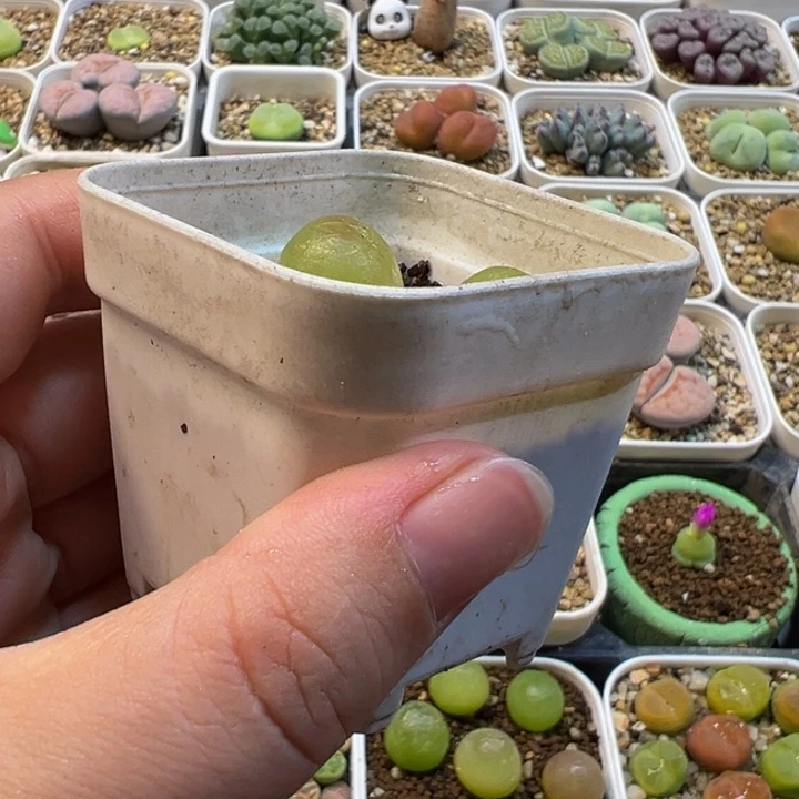 452多肉植物种类多样