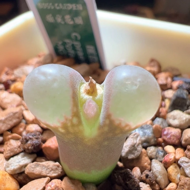 432。 优选1802.1。黑眼豆豆。