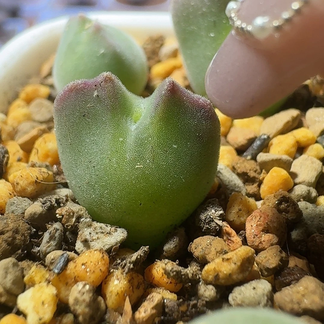 83号单头空蝉一物一拍1.1