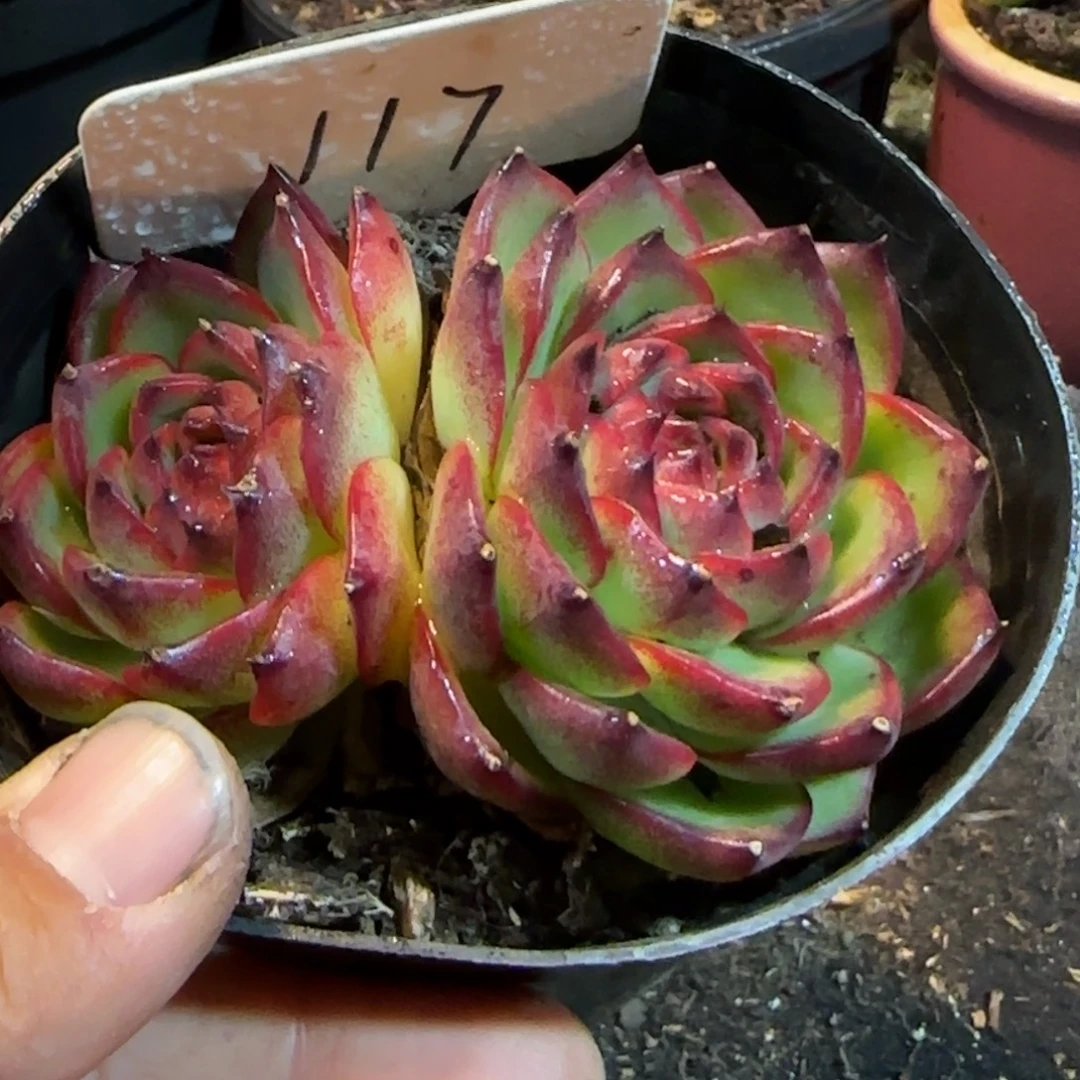 万宝龙惊鸿一物一拍包装收缩花旱117