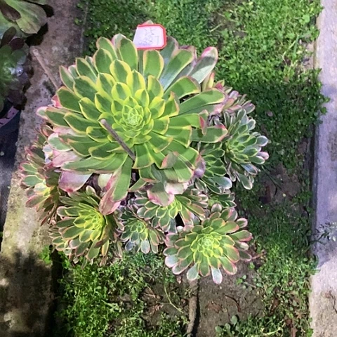 年*态0887朝霞多肉植物