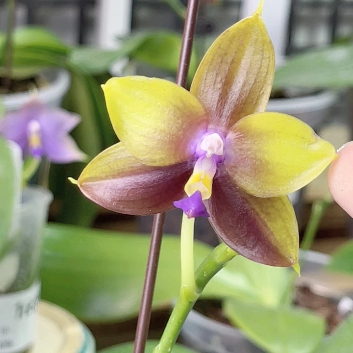 完全开放K2213-1697