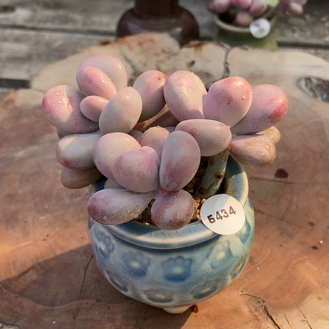 5434腮红腰子蛋带盆土