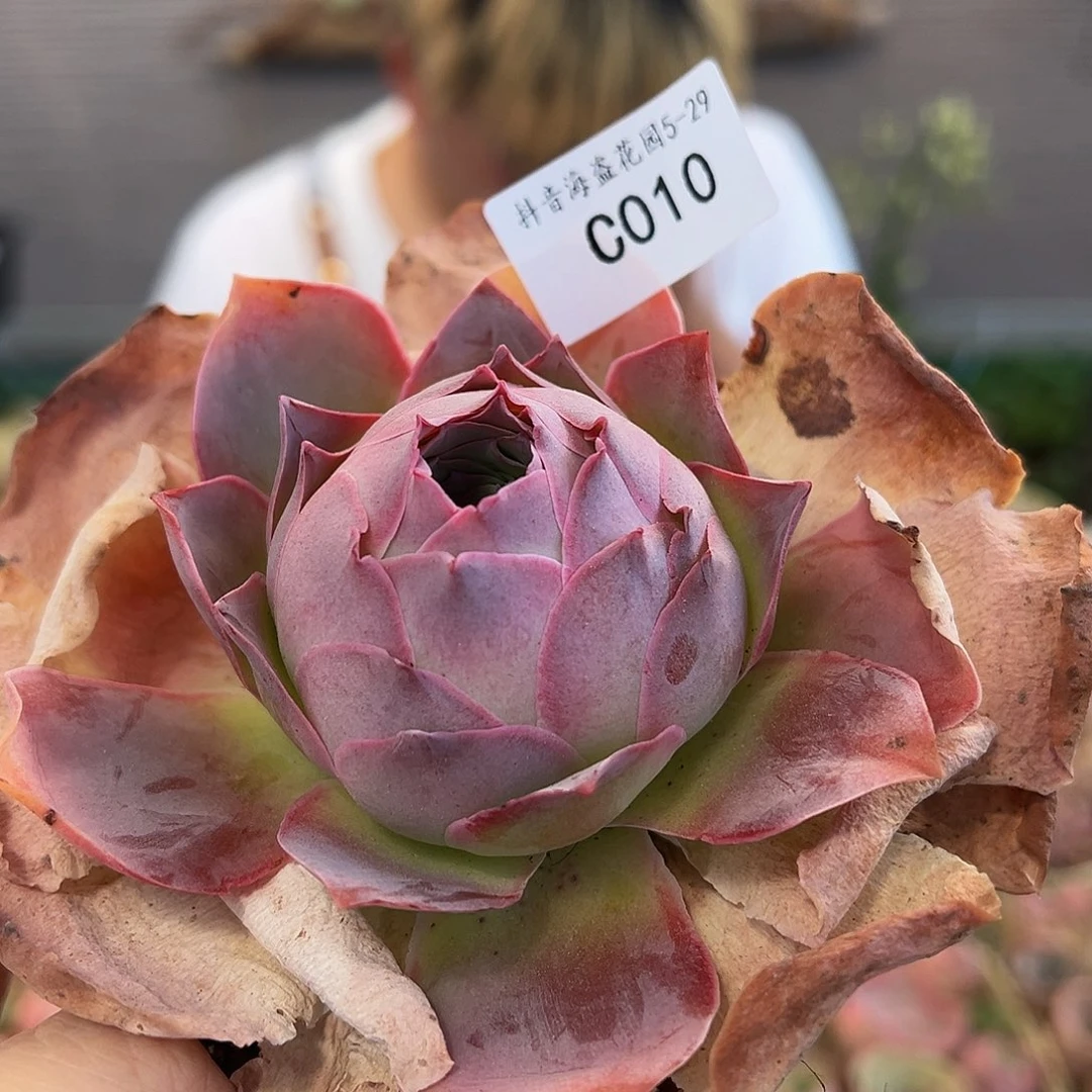 C010。黄金包子。