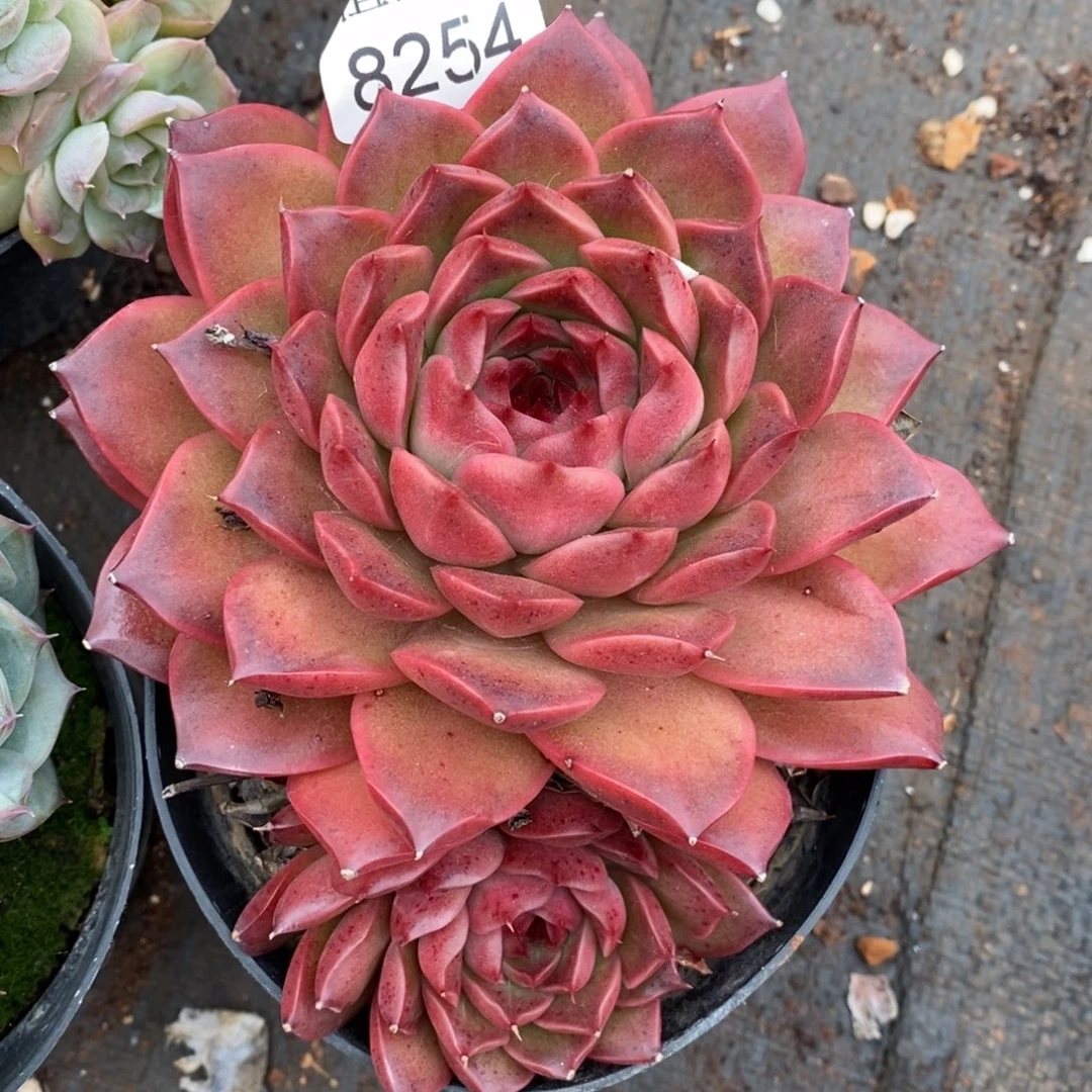 Y***。杂交精品多肉8254~12厘米