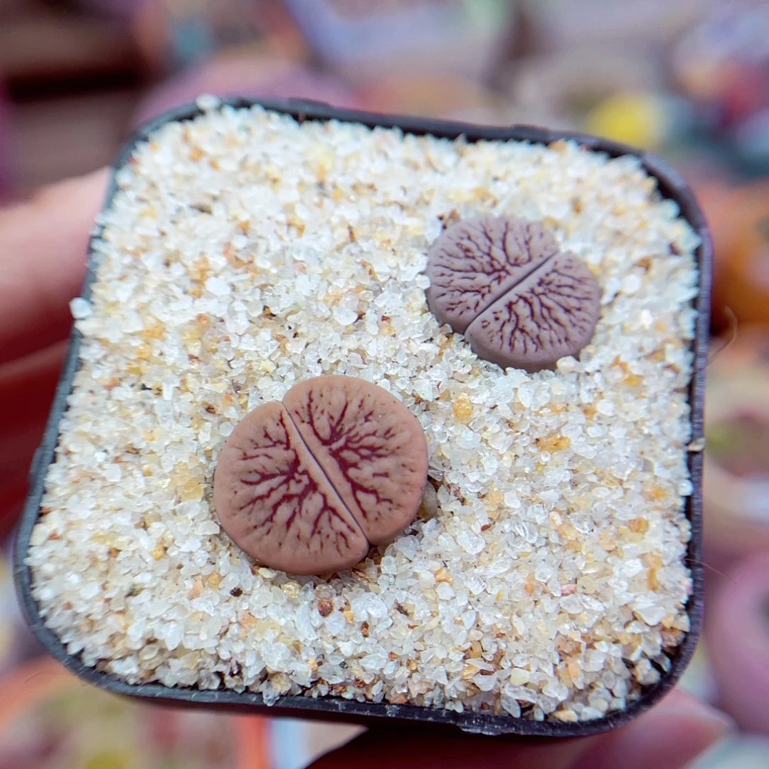 210. 5786688888887766