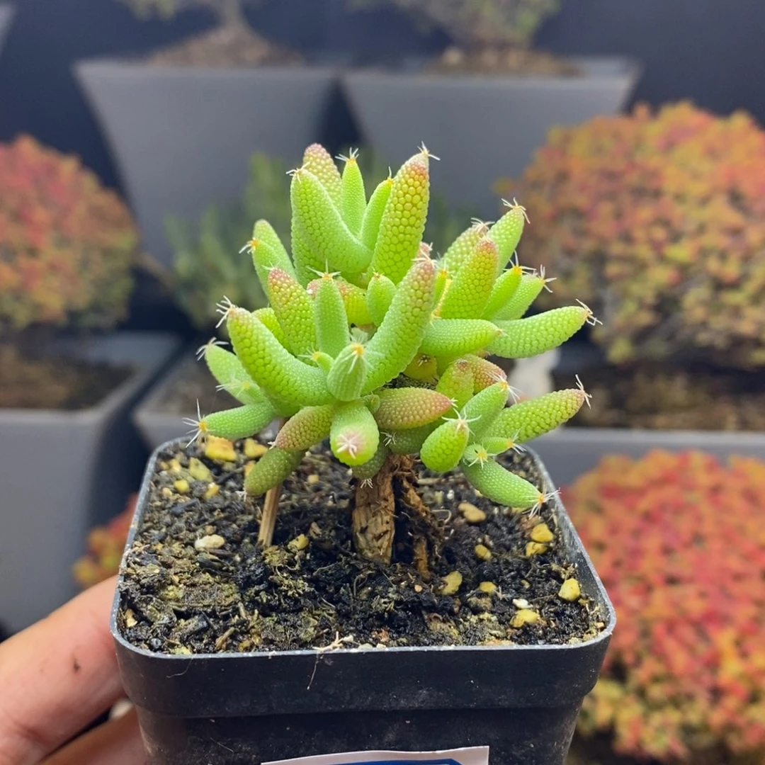 无花朵88号实生提根玉米