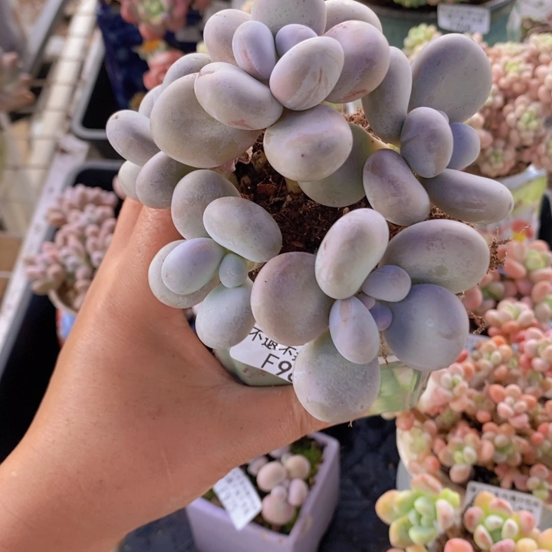 芭比奶洛9cm985多肉