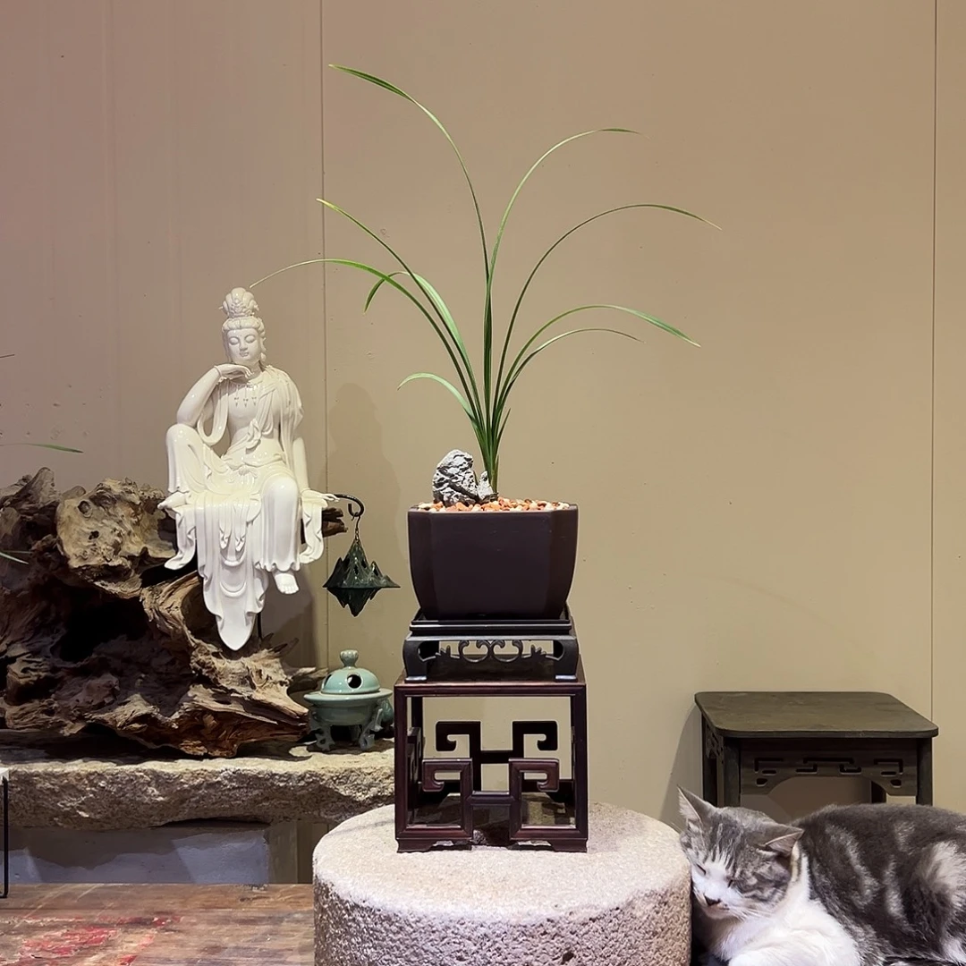 大部分花苞少量开放新津胭脂