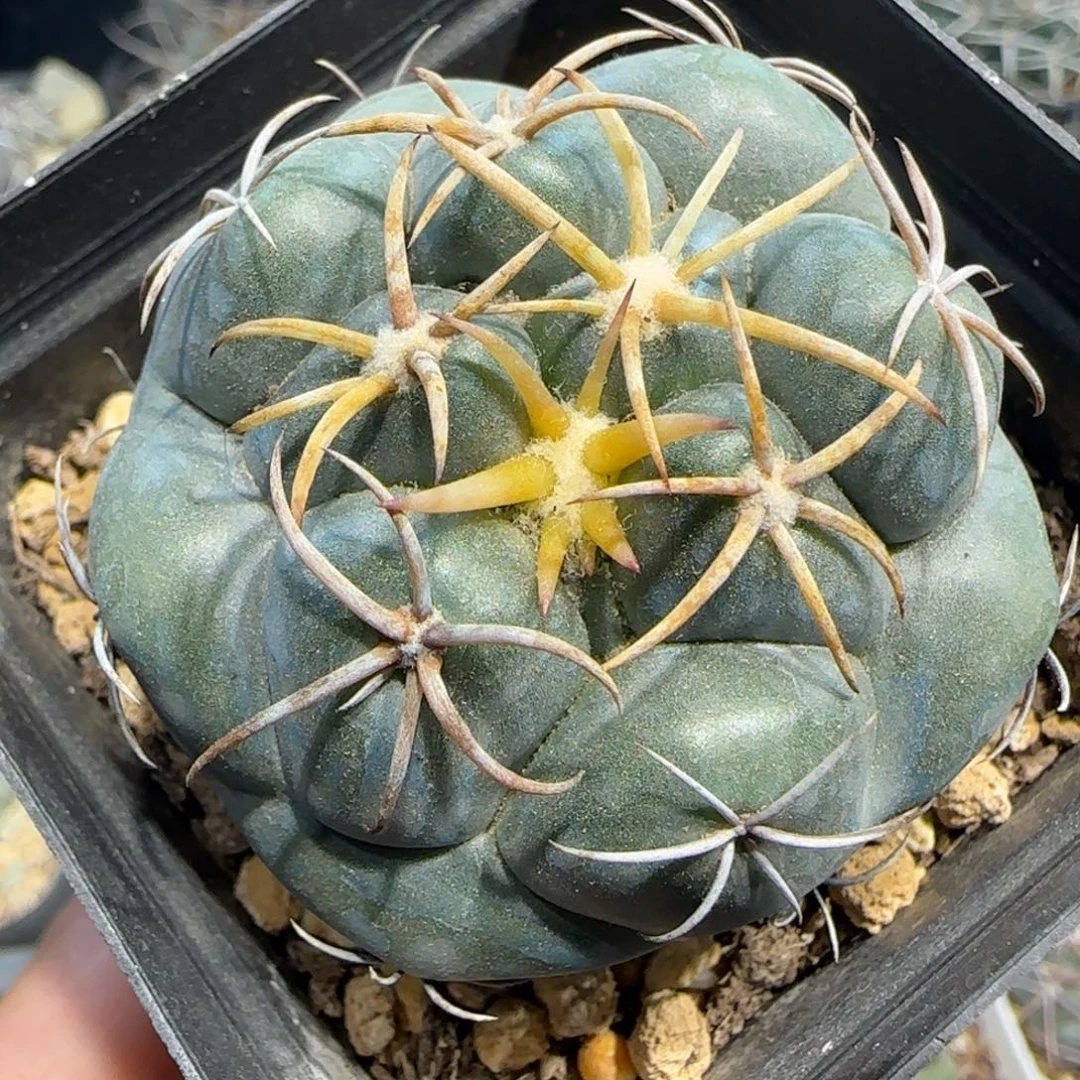 015实生豪刺安宅象牙多肉5厘米