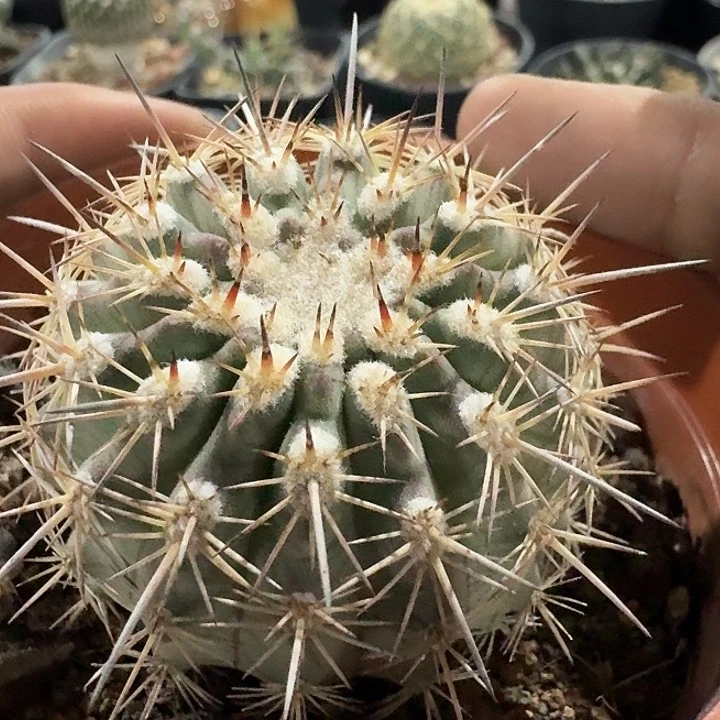 伊须罗玉实生仙人球