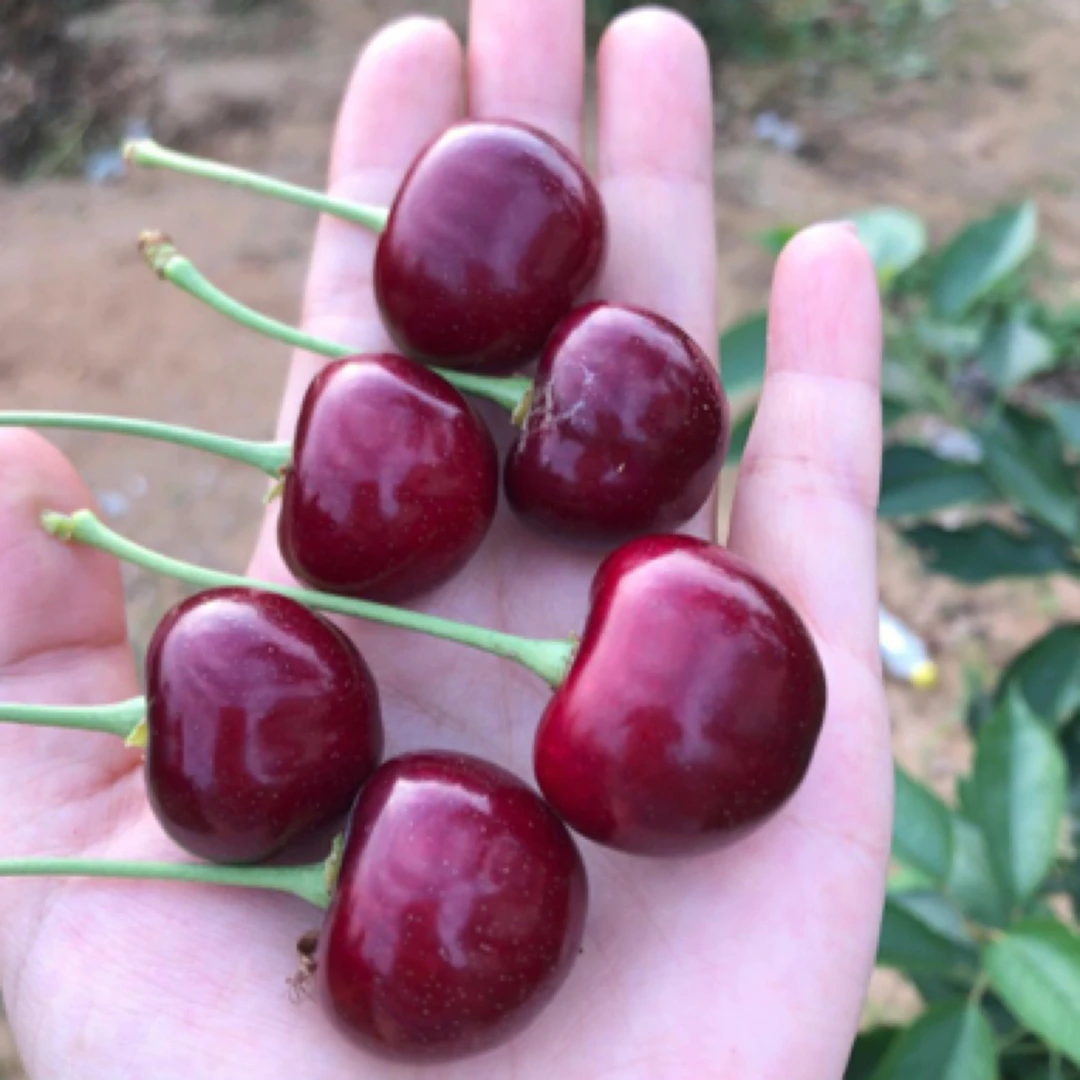 3J美早大樱桃大果一斤