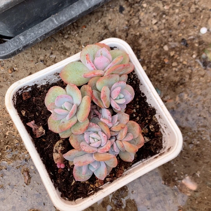 多肉植物韩版奶茶自然群