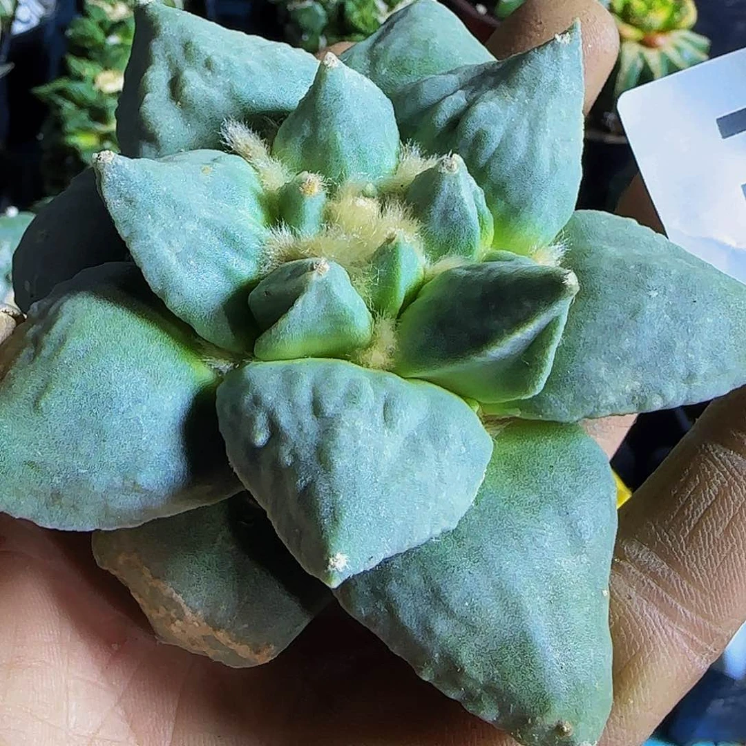 怒涛174刚出根的