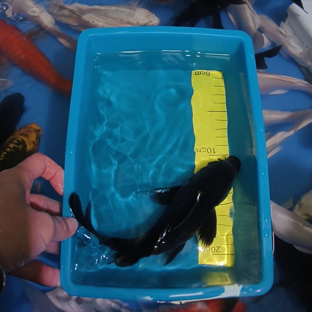 蝴蝶鲤鱼蝴蝶鲤墨蝶1条