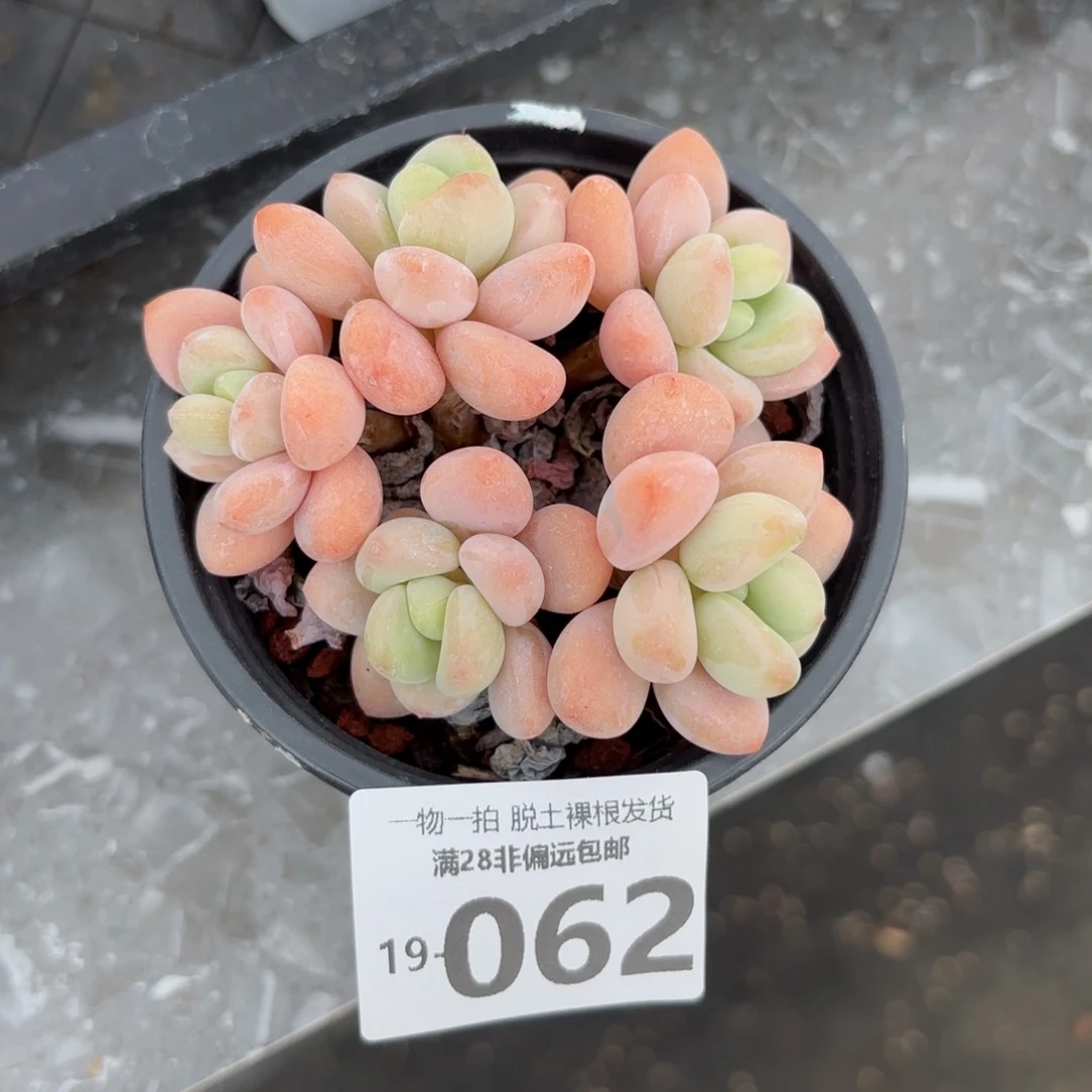 橘子洛神老桩多多多肉