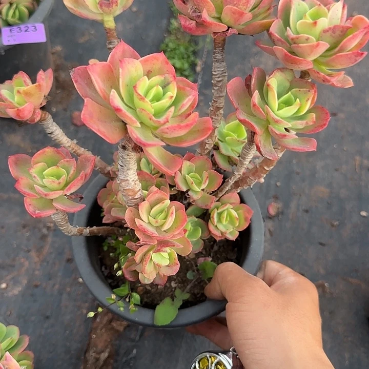 火焰玫瑰325 多肉植物一物一拍