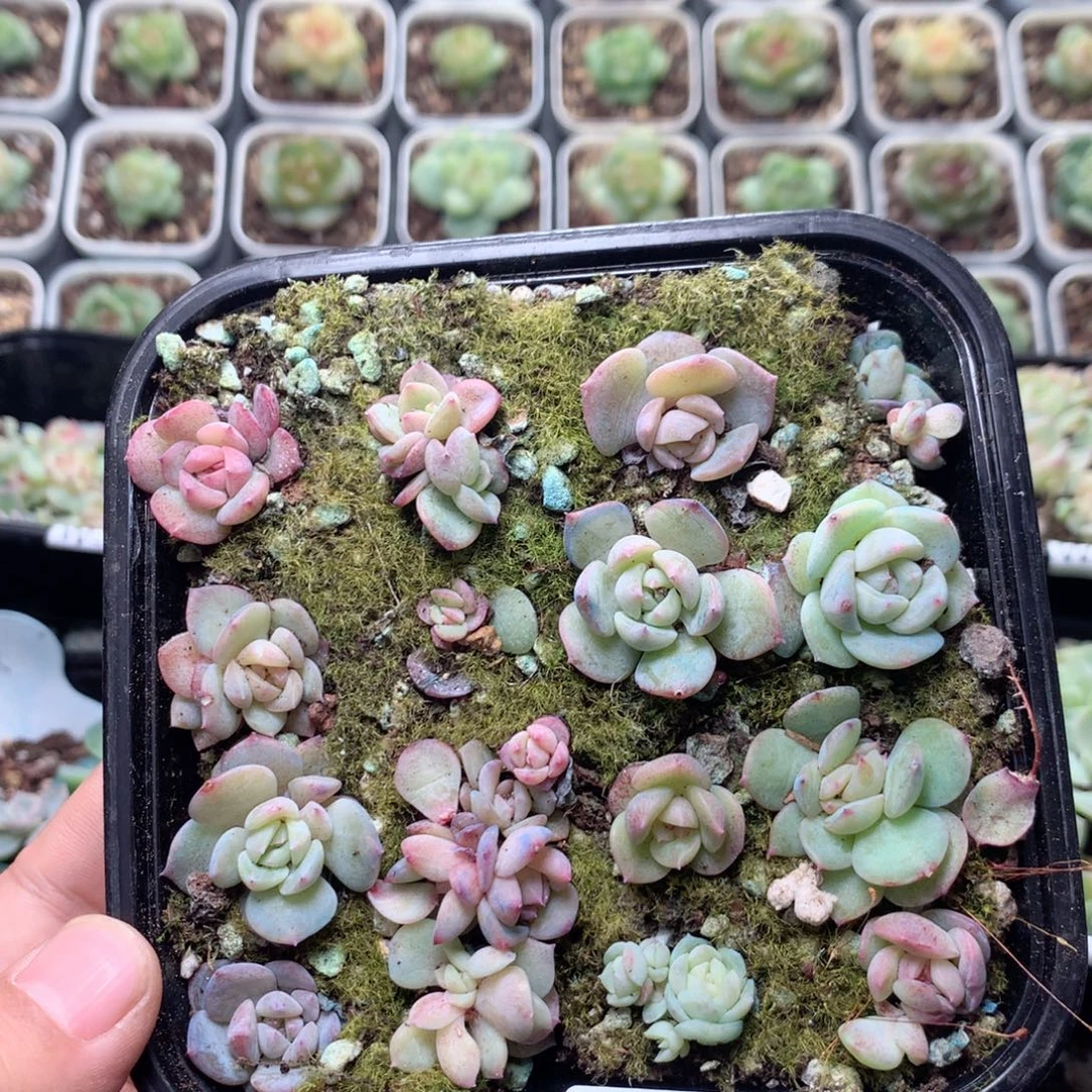 无花朵W40月英语英语