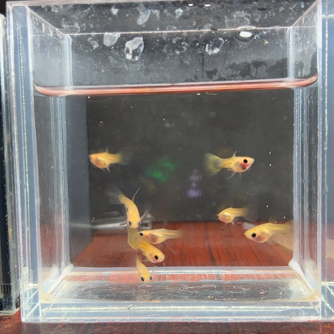 孔雀鱼黄蕾丝玻璃猫8条