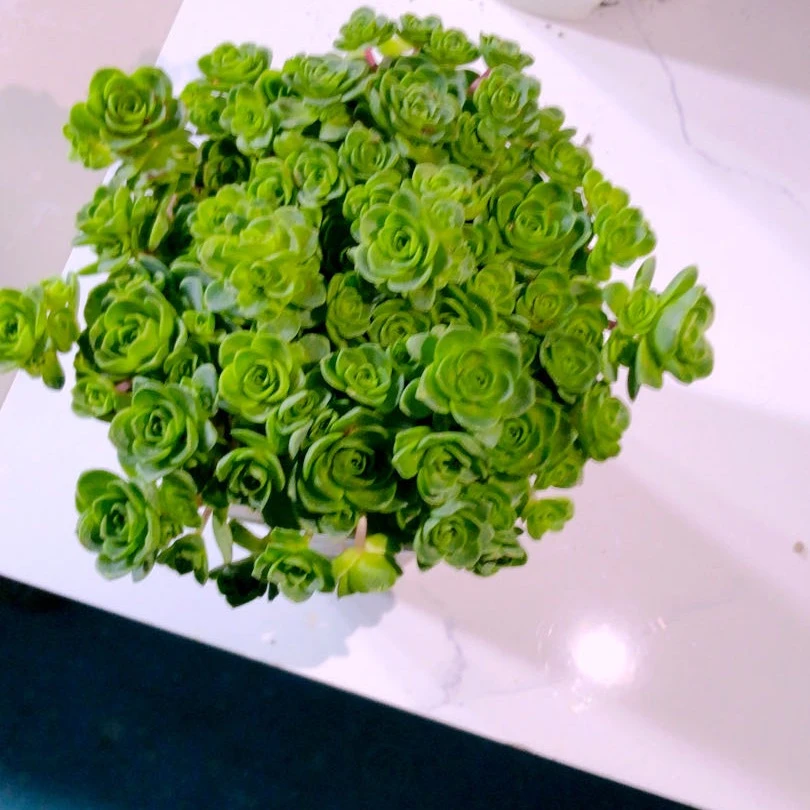 多肉植物山地玫瑰八颗送八角盆土