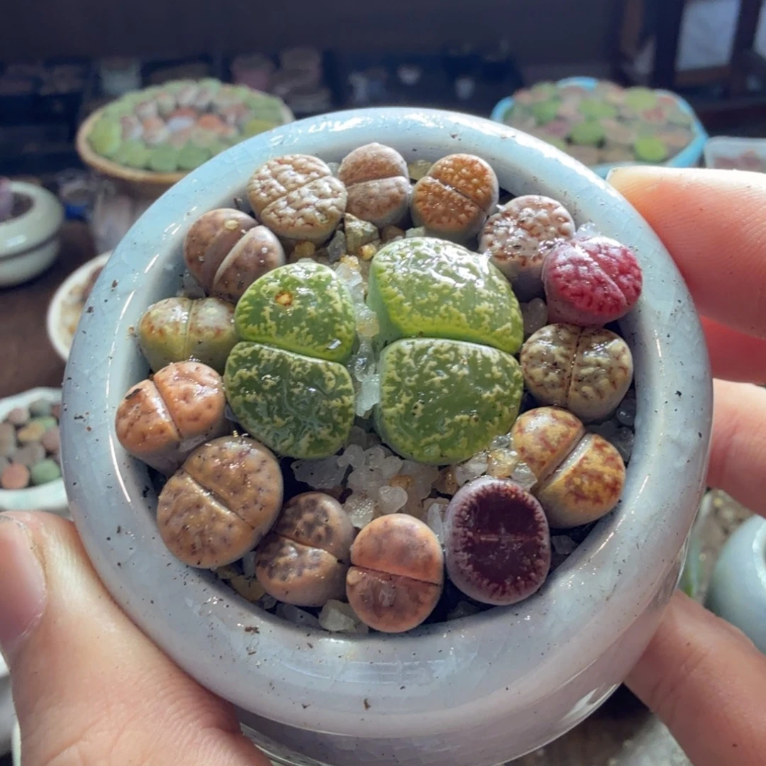 唯***美多肉植物和植物的836