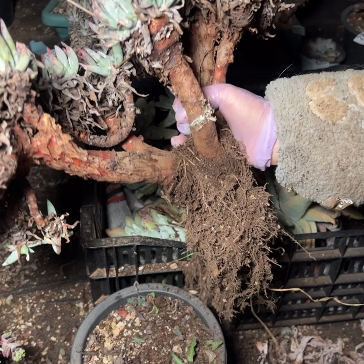 牛*316哈哈哈哈哈哈哈