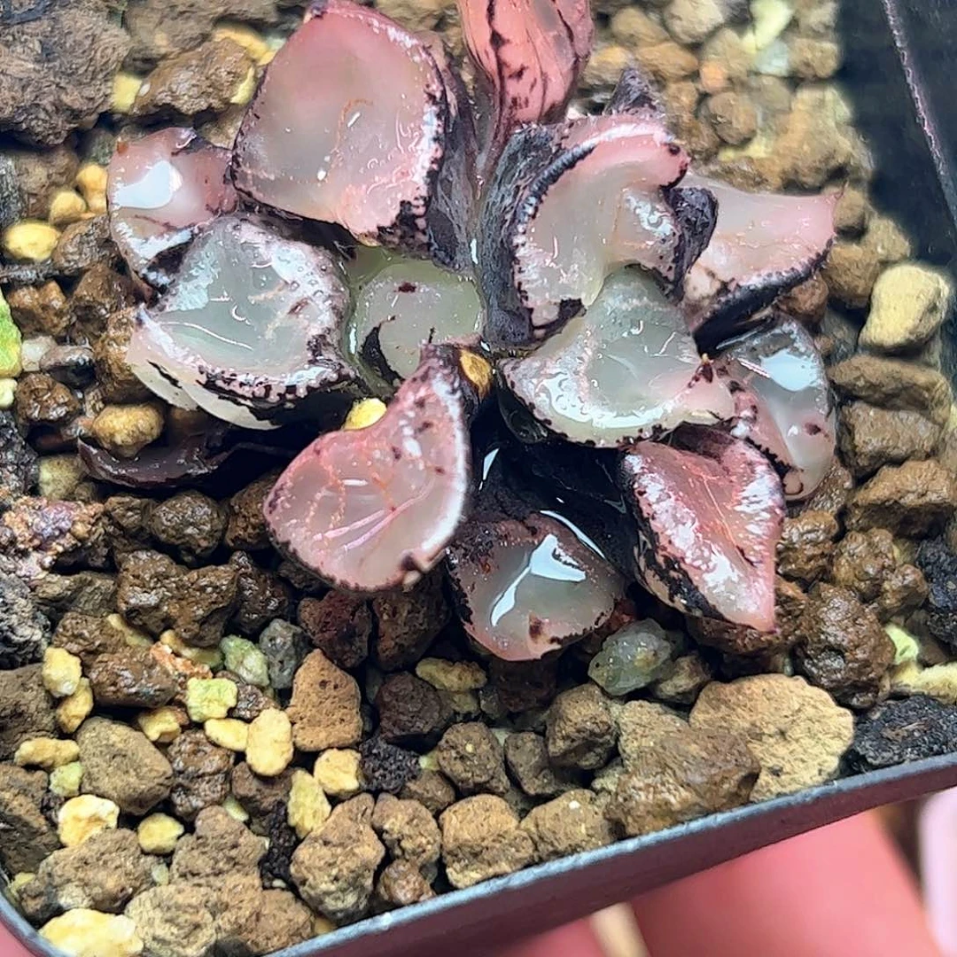 三头群冰皇十二卷多肉