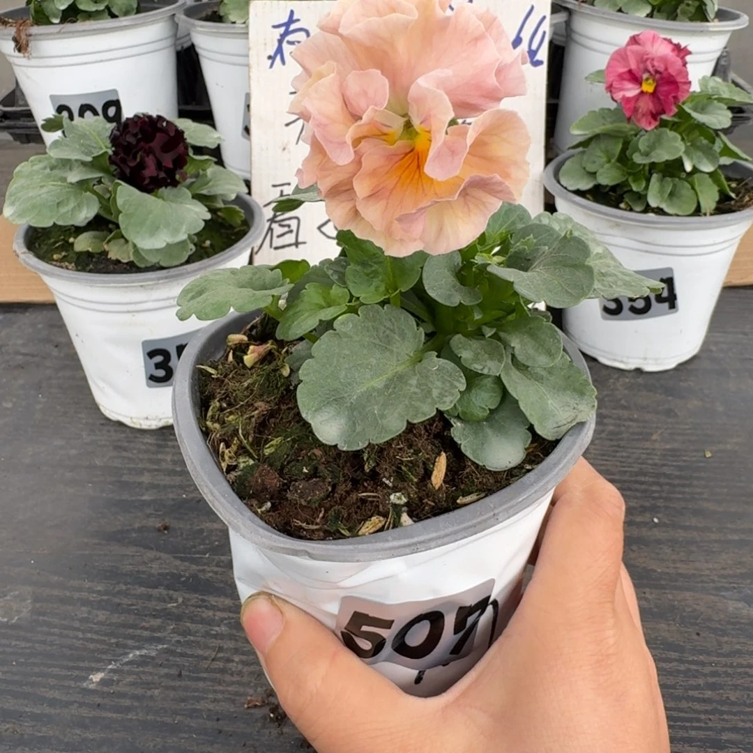 全部花朵507号m系列