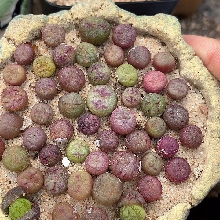 毛杂 吕红杂猴子一颗
