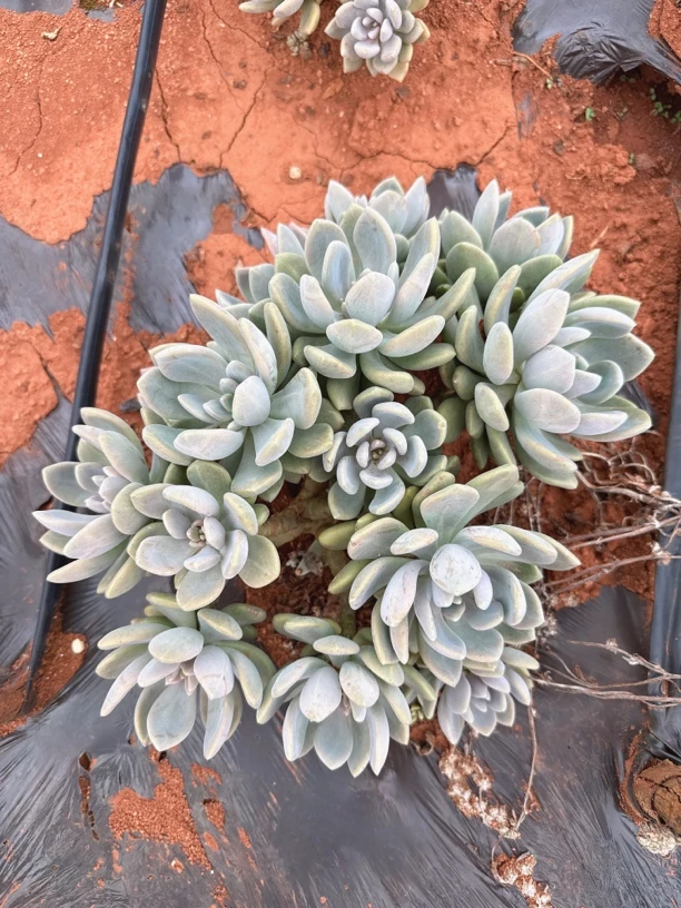 大冬美人  多肉植物