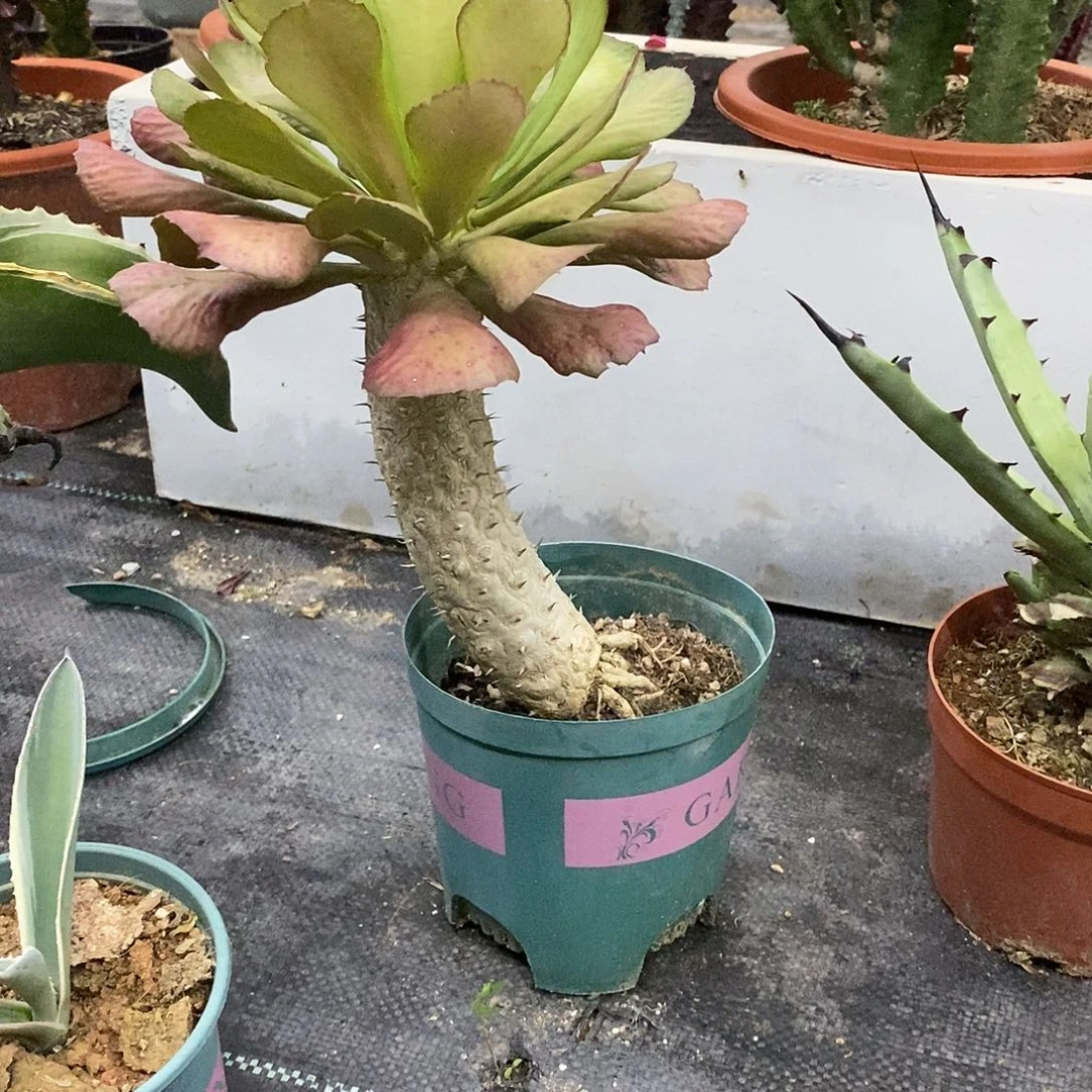 单刺麒麟一物一拍