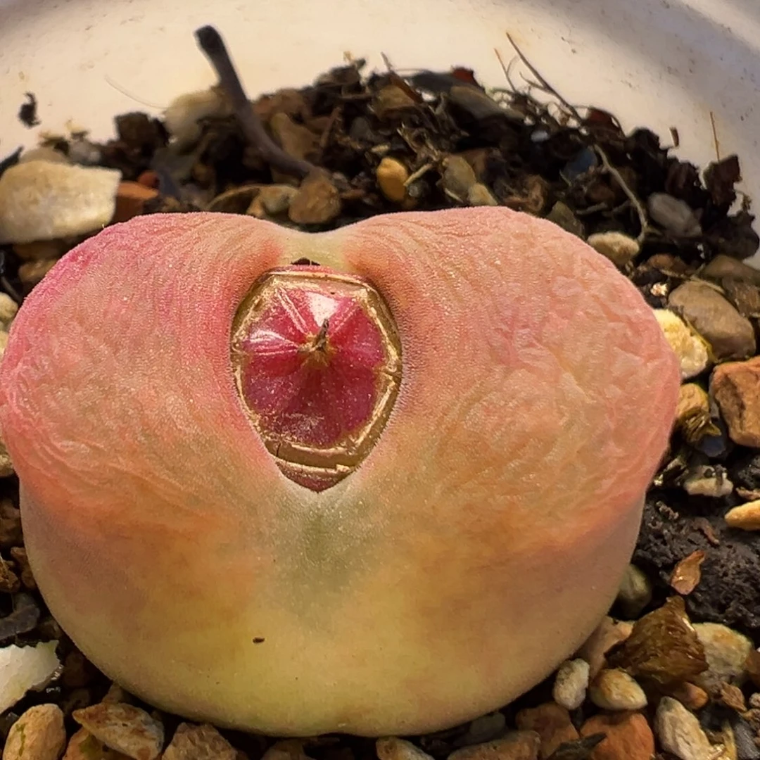 63多肉植物百科知识