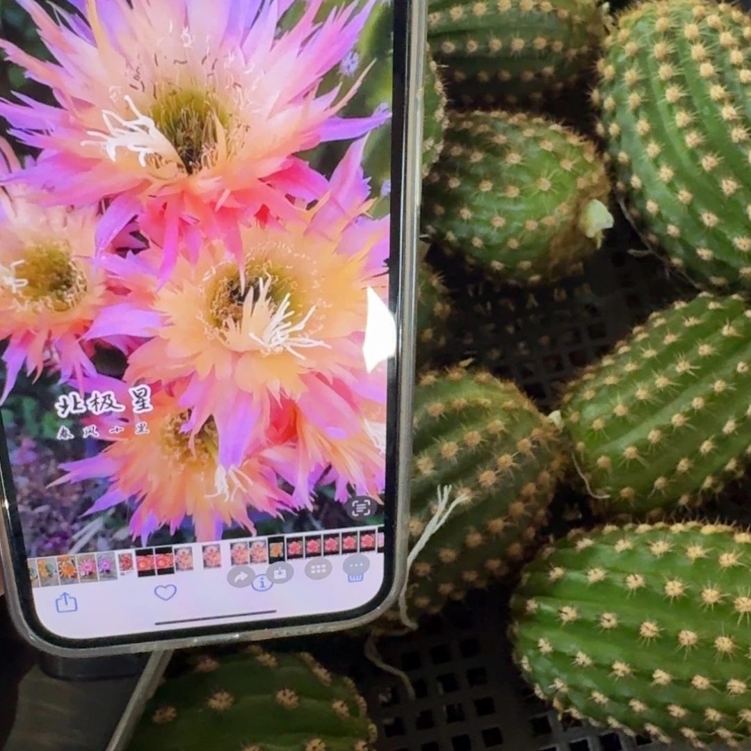 374毛花柱北极星歪无根侧牙5公分左右，20包邮