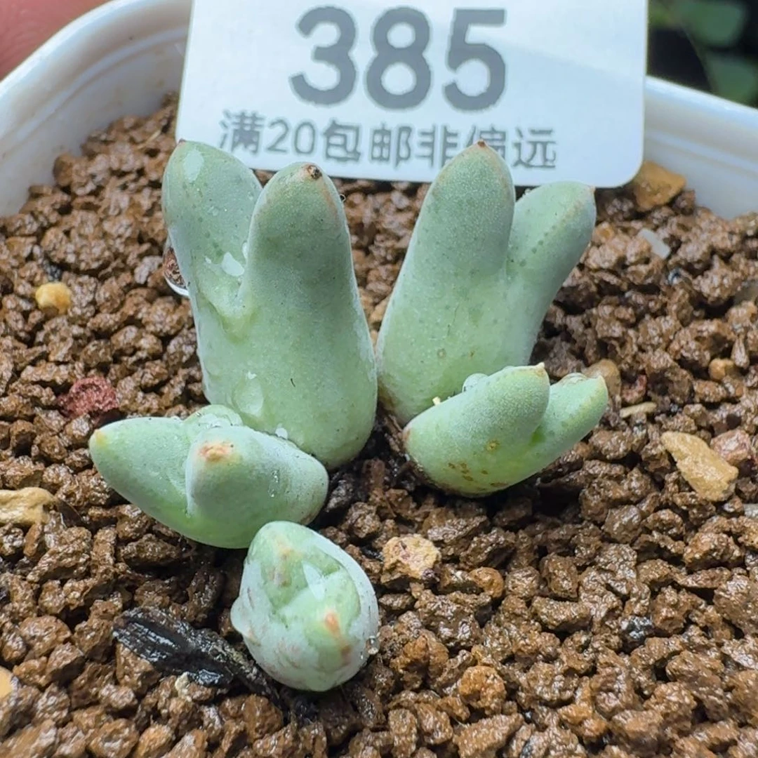 985猪蹄带盆土。               5头