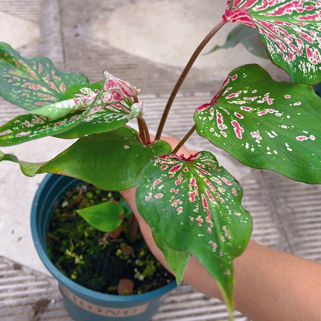 完全开放泰彩一物一拍1352