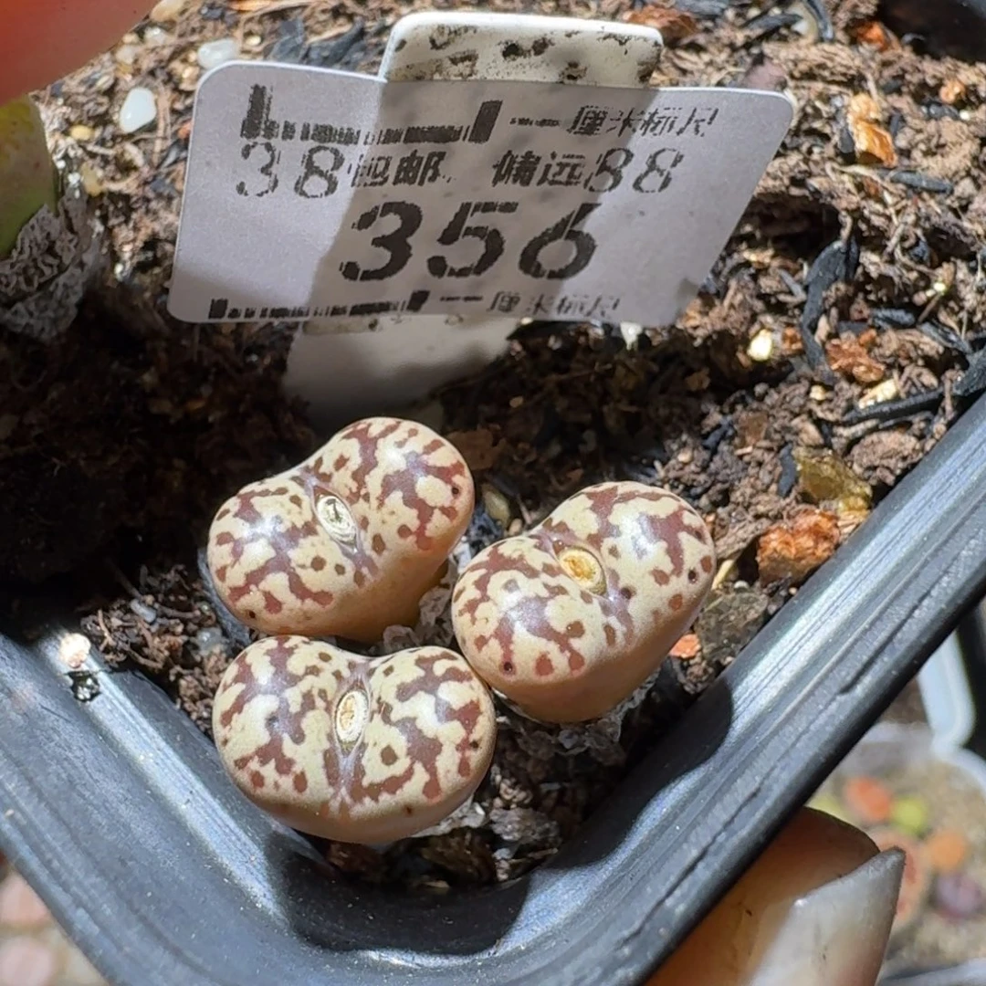 Sss捡漏清仓了356