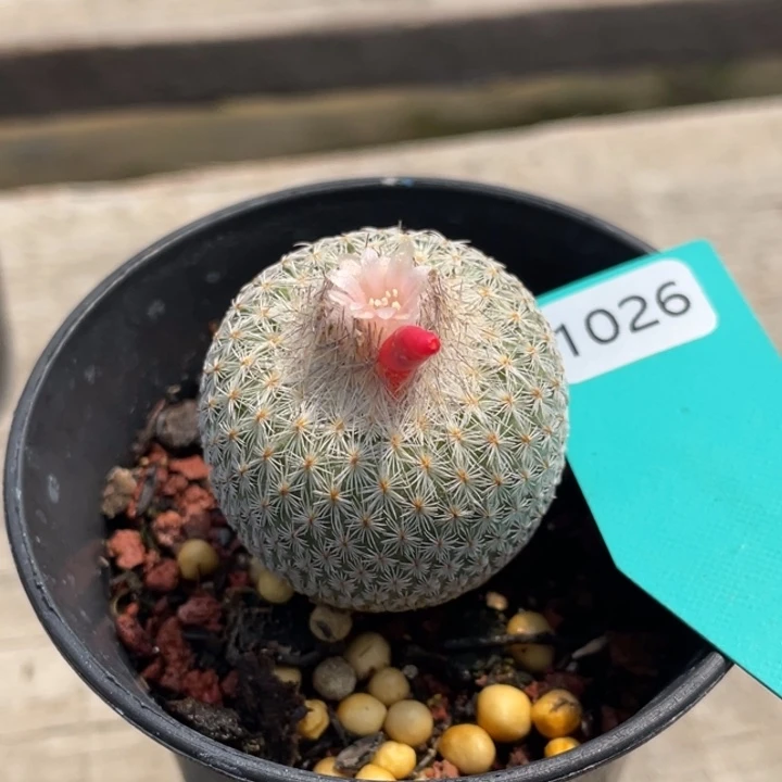 月世界      1026