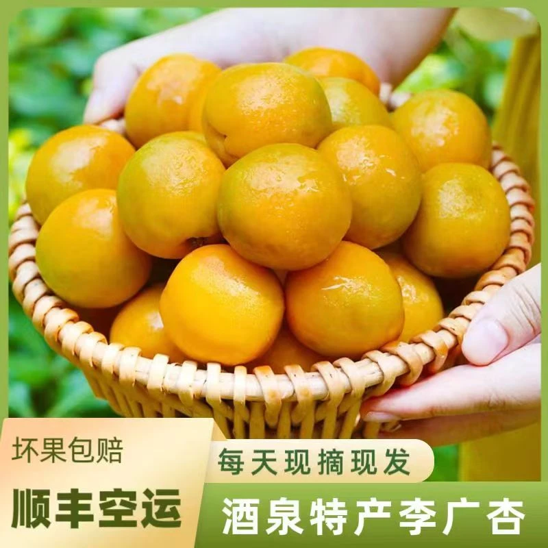 [酒泉李广杏]超甜大果杏子现摘现发鲜甜多汁1斤/3斤空运