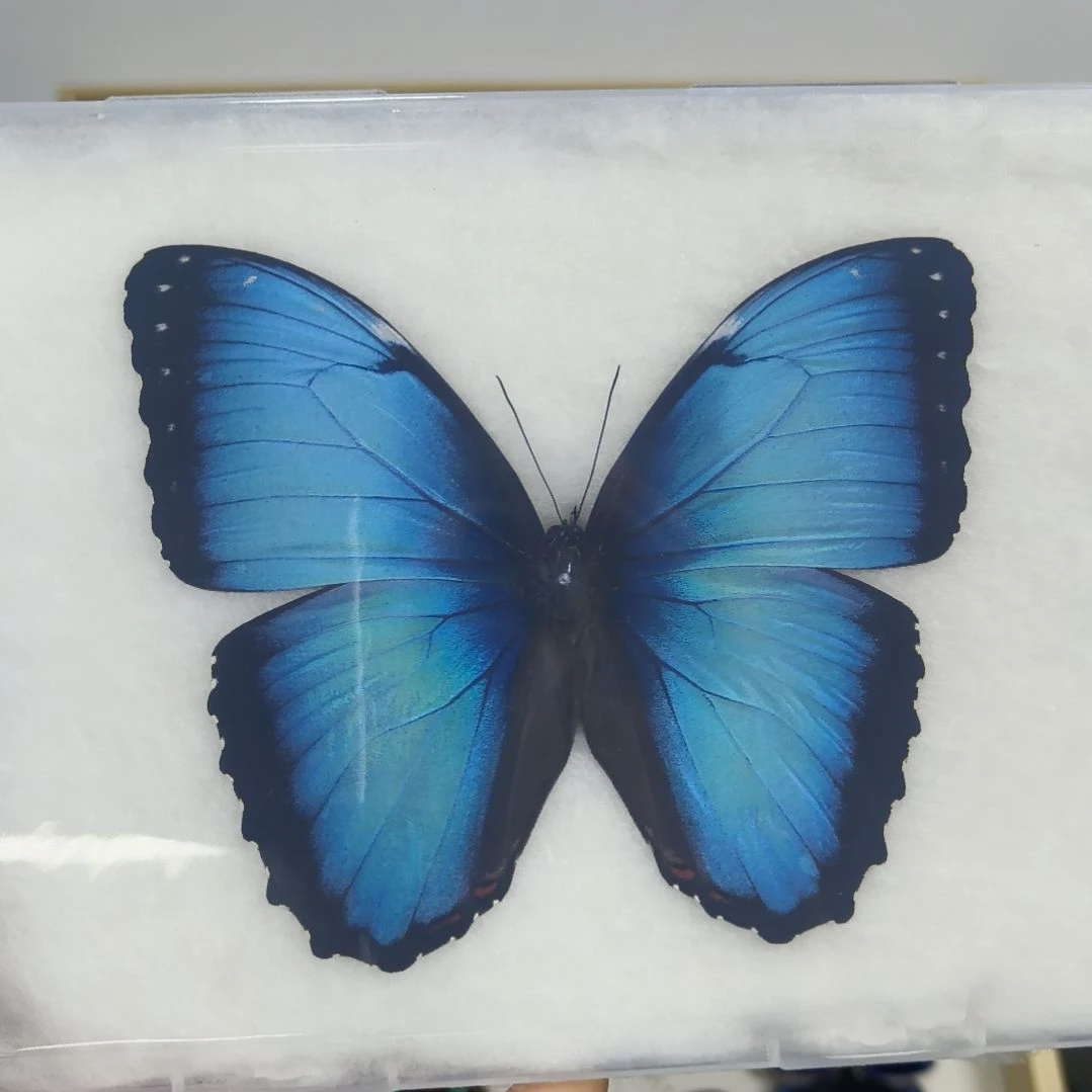 真蝴蝶标本一物一拍